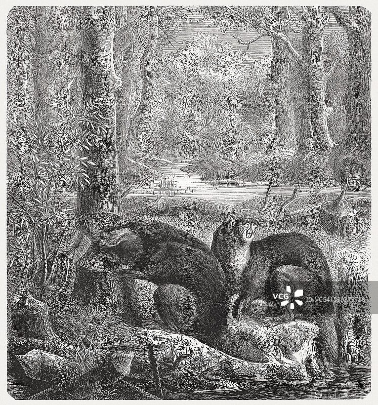 河狸，1869年木刻版画图片素材