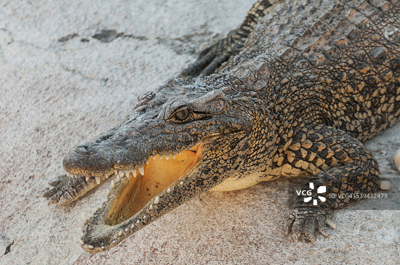 鳄鱼图片素材