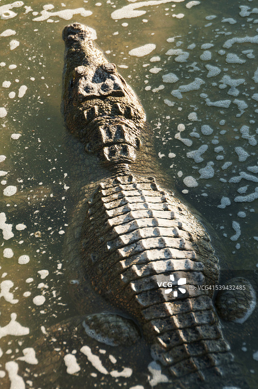 水中的鳄鱼图片素材