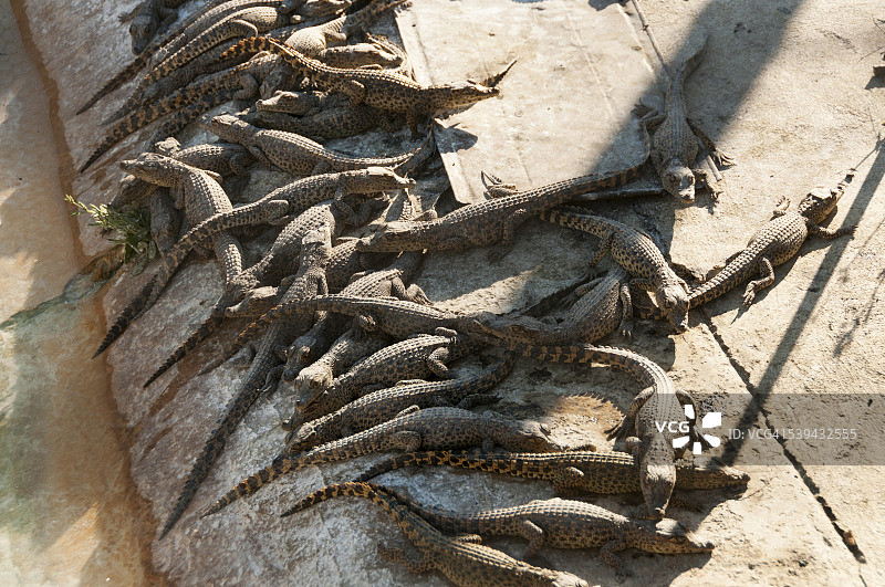 小鳄鱼图片素材