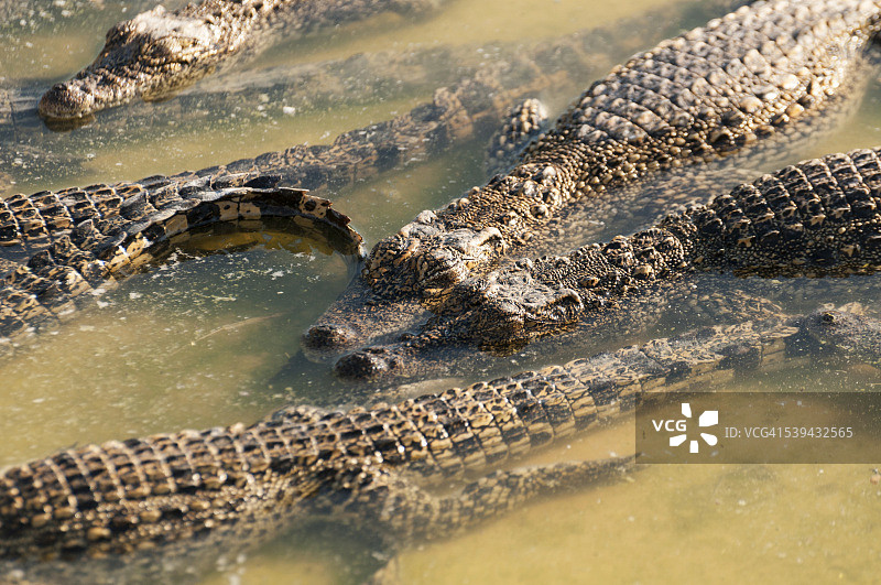 水中的鳄鱼图片素材