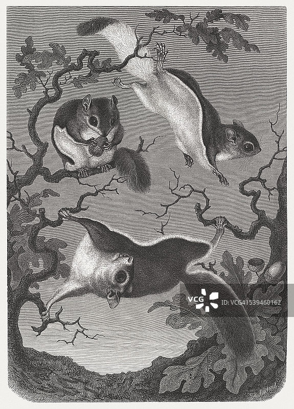 北方飞鼠（Glaucomys sabrinus），1869年出版的木刻版画图片素材