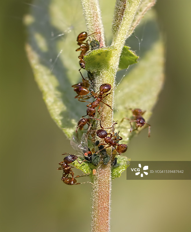 红蚂蚁图片素材