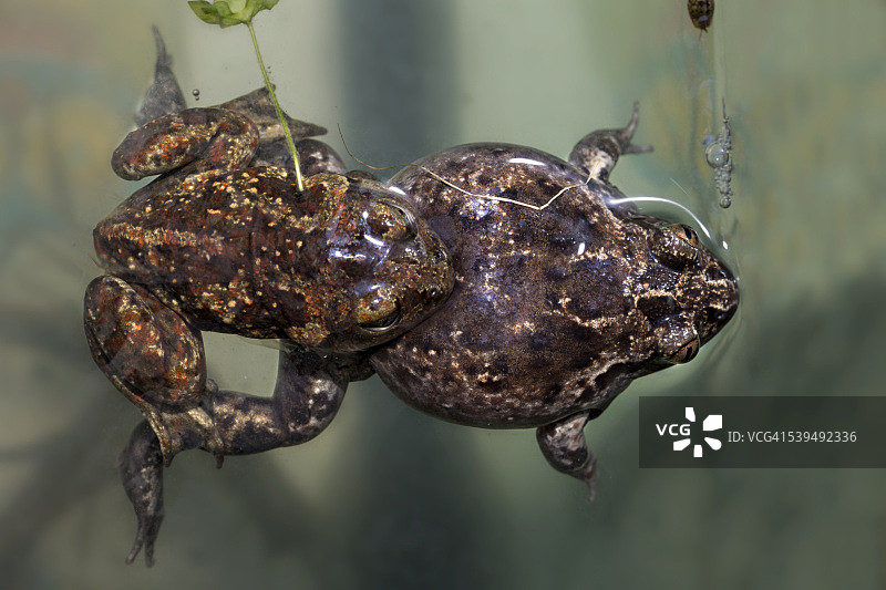 普通铲足蟾图片素材