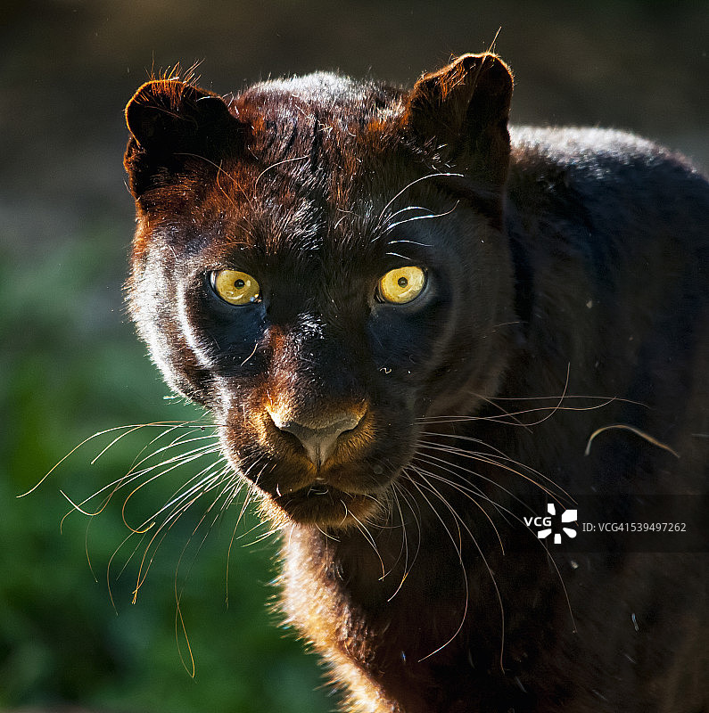 黑豹面部细节，豹，豹属图片素材