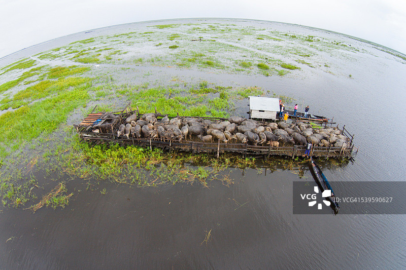 来自印度尼西亚加里曼丹岛阿蒙泰的沼泽水牛图片素材