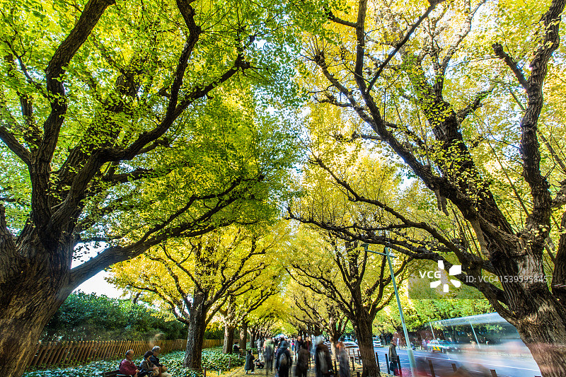 明治神宫外苑银杏道图片素材