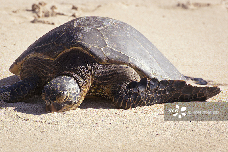 北岸拉尼基亚海滩（海龟海滩）上的海龟图片素材