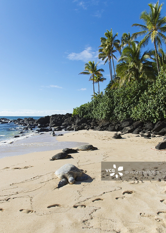 北岸拉尼基亚海滩（海龟海滩）上的海龟图片素材