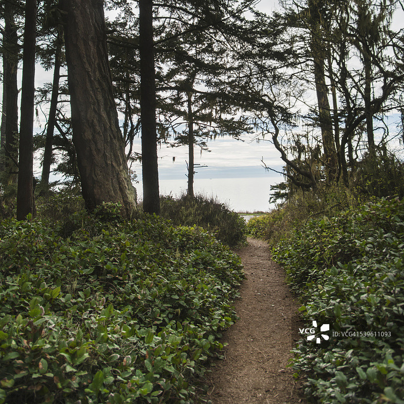 欺骗关口州立公园的太平洋西北小径图片素材