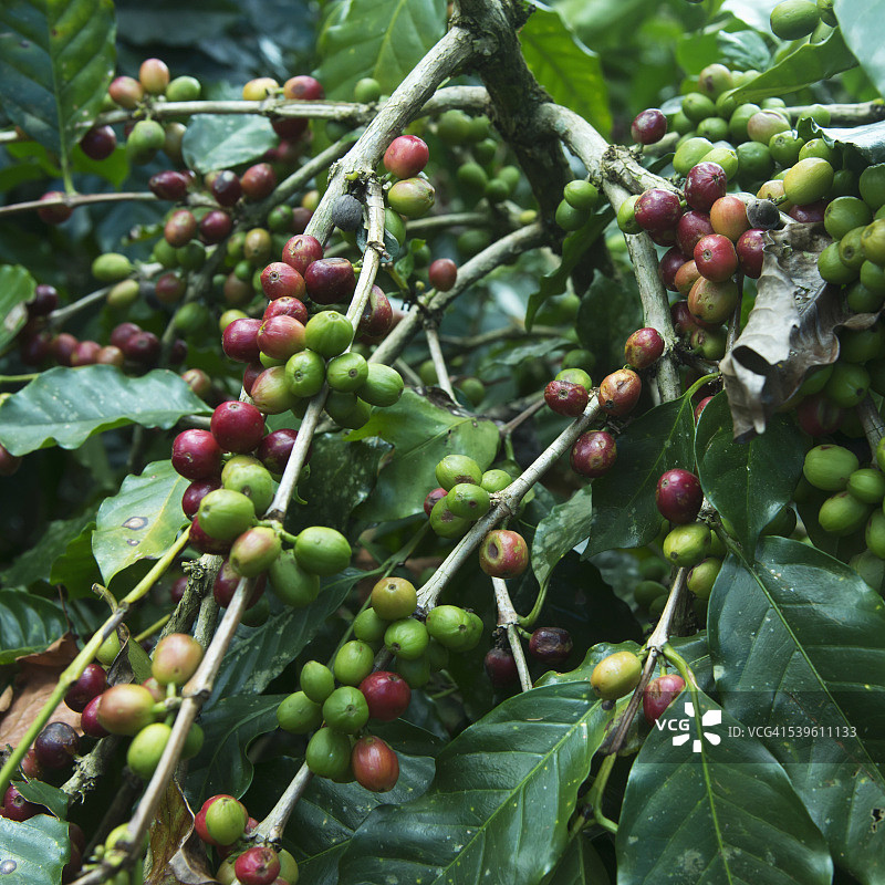 咖啡植物图片素材