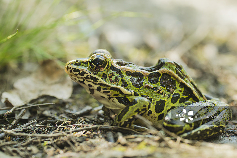 豹蛙图片素材