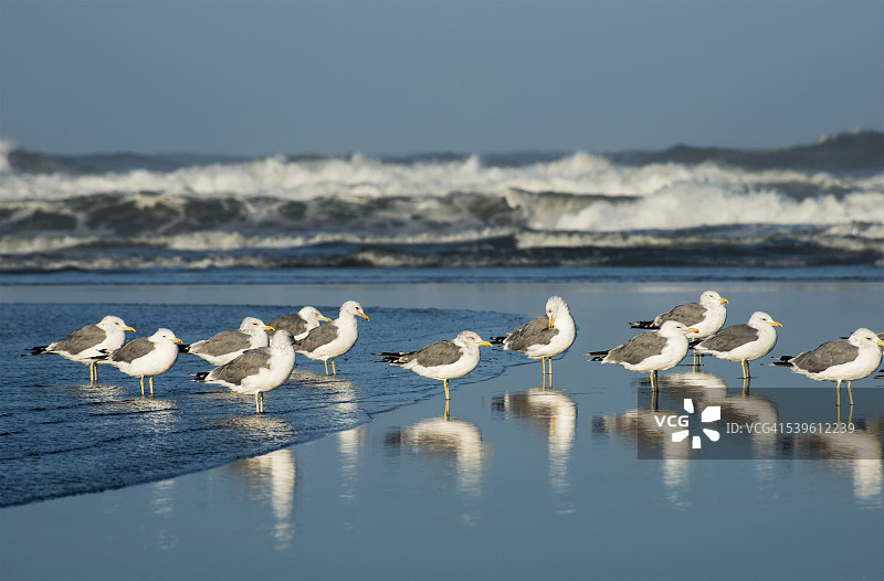 在海滩上休息的加州海鸥图片素材