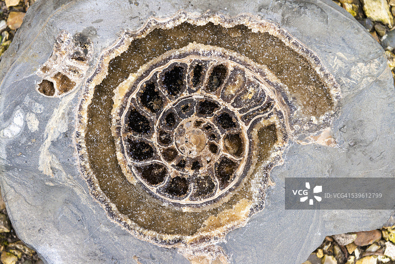 莱姆里吉海滩侏罗纪海岸发现的结晶菊石细节图片素材