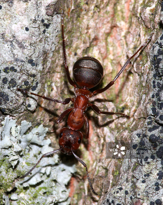 红木滑稽剧图片素材