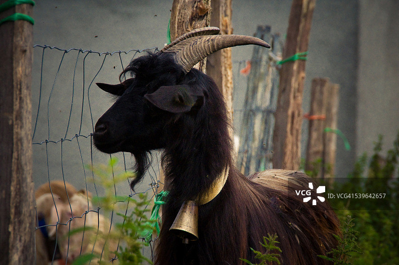 小山羊图片素材