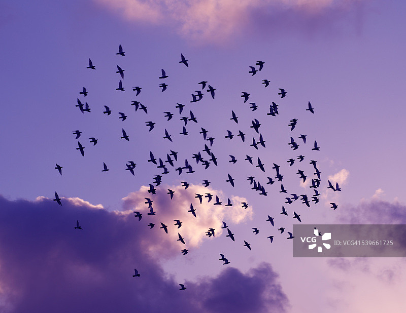 日落时分天空中的鸟群图片素材