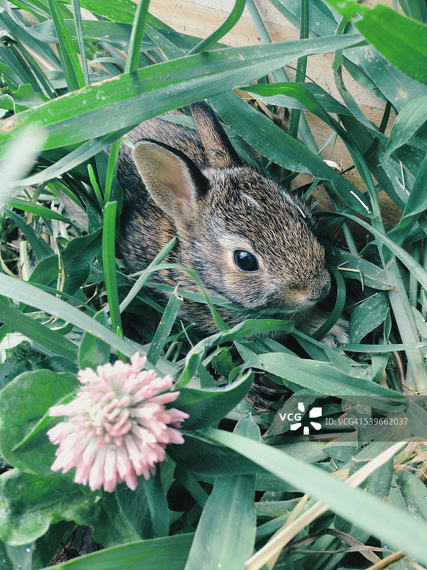 躲在长草中的兔子图片素材