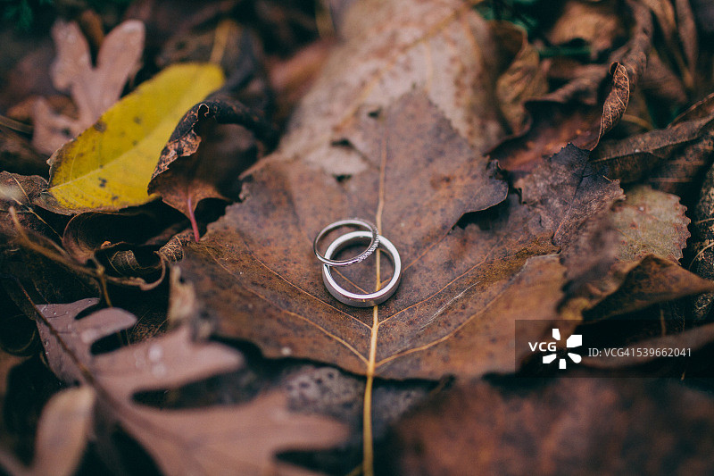 秋叶上的两枚结婚戒指特写图片素材