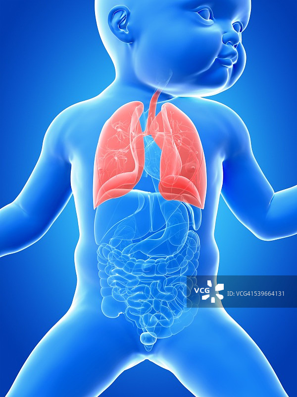 婴儿肺部图图片素材