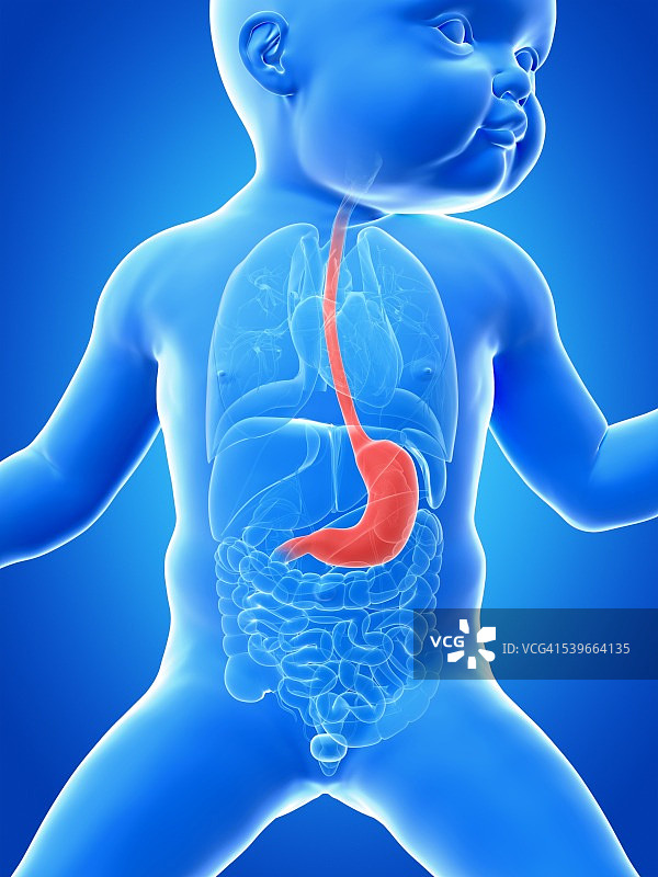 宝宝的肚子插画图片素材