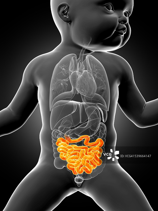 婴儿肠道图解图片素材