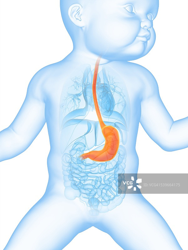 宝宝的肚子插画图片素材