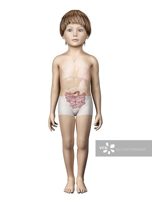 男孩的肠道插图图片素材