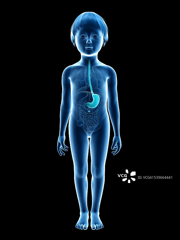 男孩胃部插画图片素材