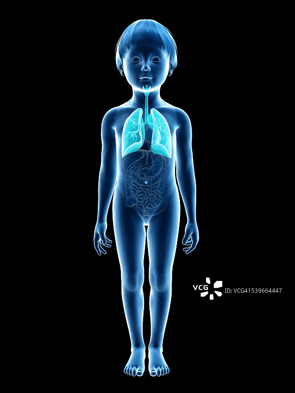 男孩的呼吸系统，图示图片素材