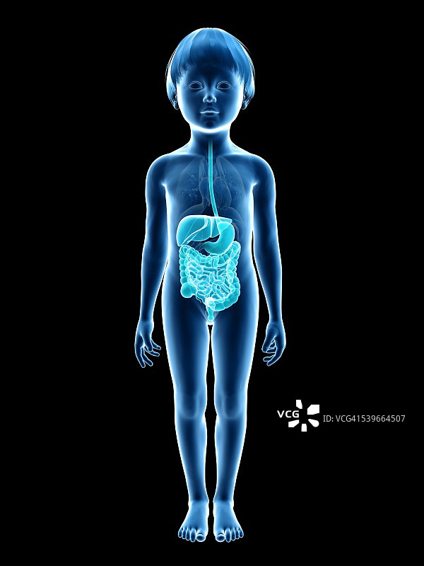 男孩的消化系统，插图图片素材