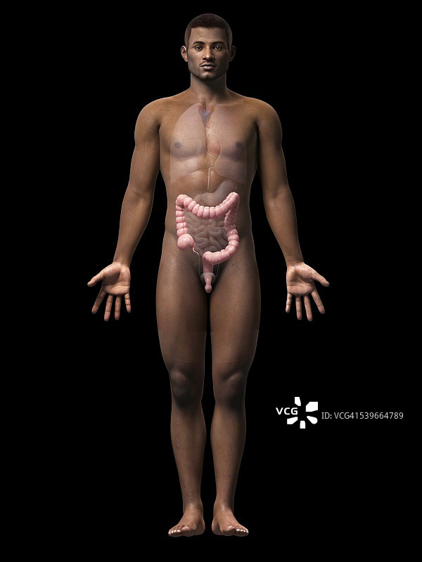 男性肠道结构示意图图片素材