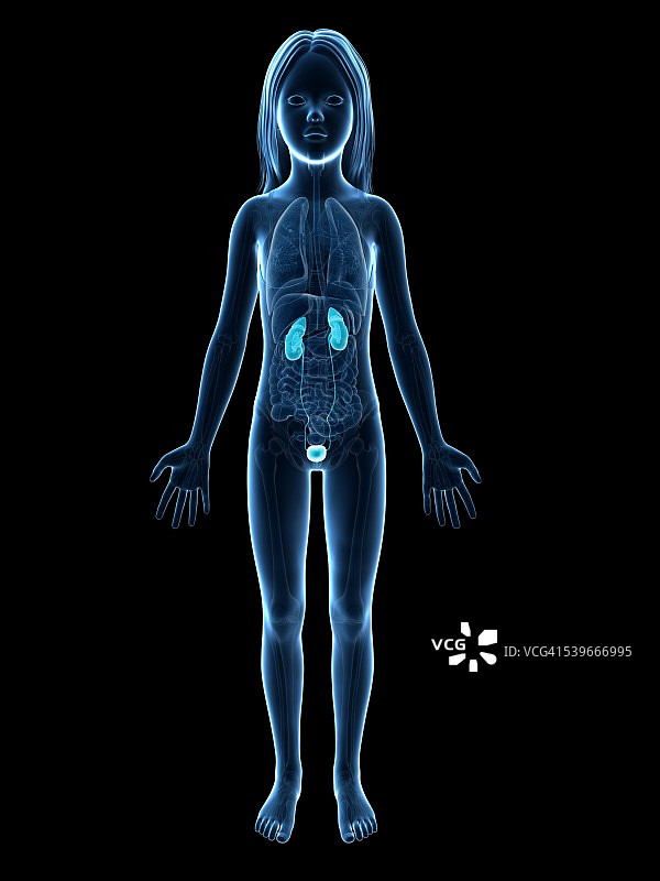 女孩的泌尿系统，插图图片素材