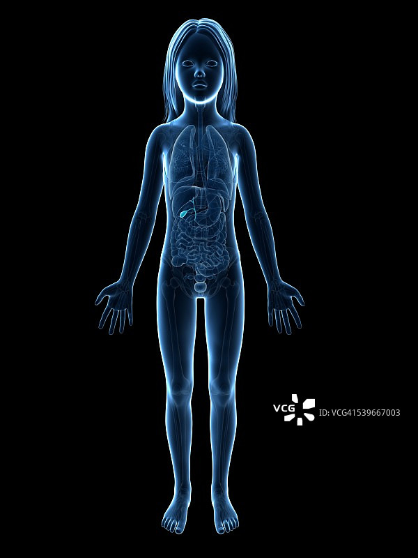 女孩的胆囊插图图片素材