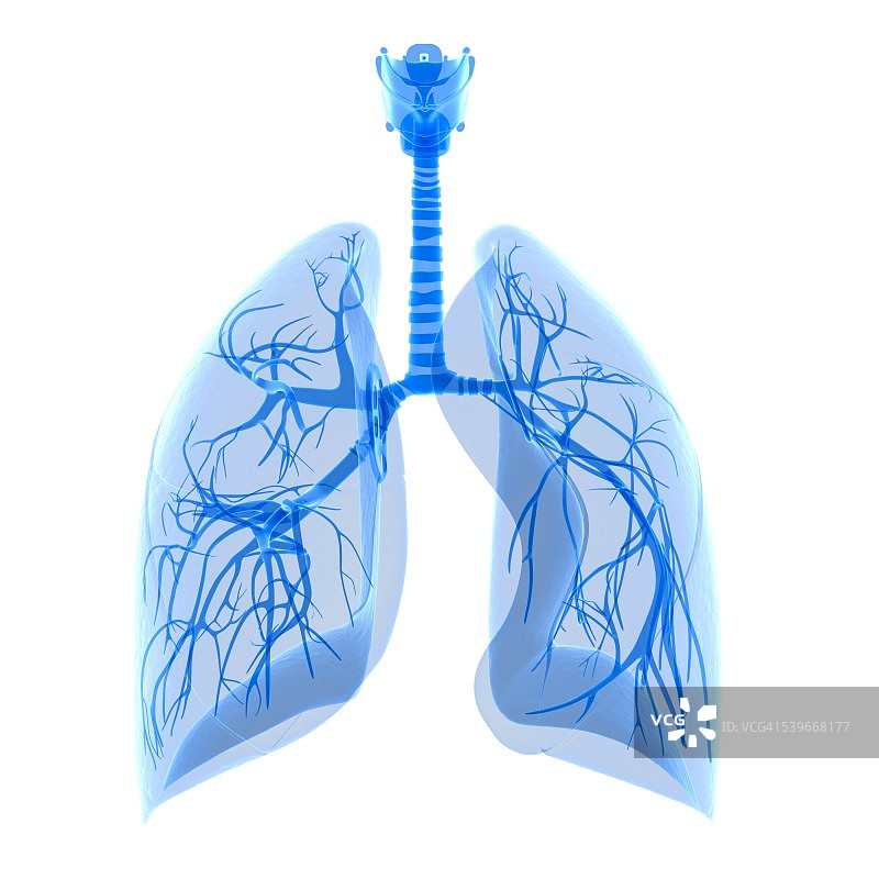人类肺部插图图片素材