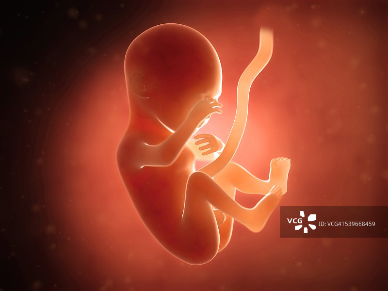 5个月大的人类胎儿插图图片素材