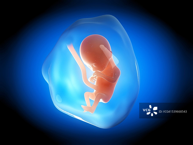 四个月大的人类胎儿插图图片素材
