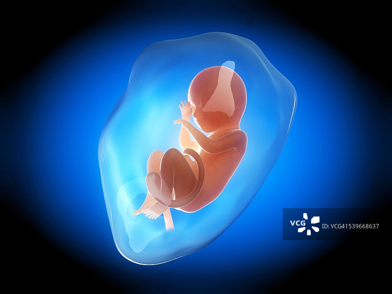 7个月大的人类胎儿插图图片素材
