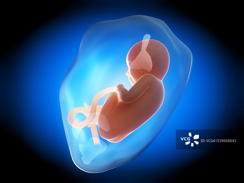 8个月大的人类胎儿插图图片素材