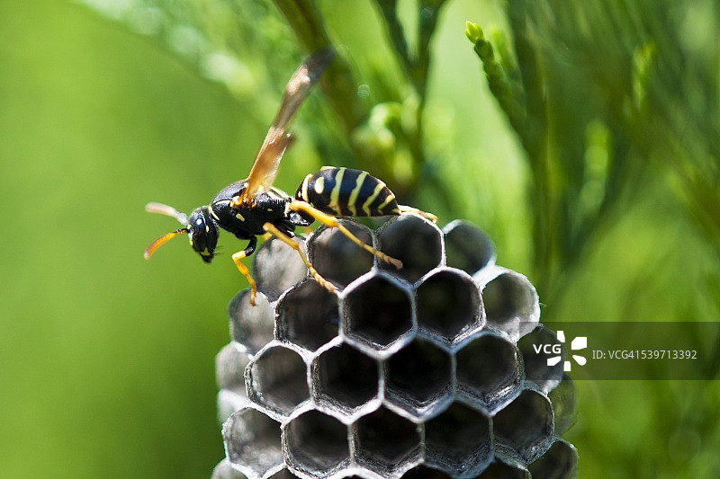 罗马尼亚特兰西瓦尼亚的蜜蜂蜂巢特写图片素材
