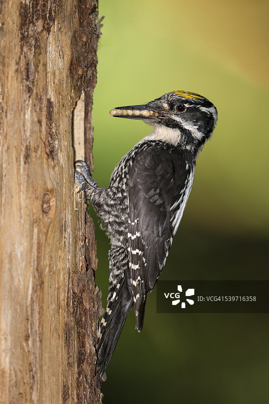 欧亚三趾啄木鸟图片素材