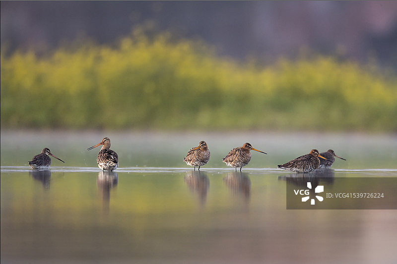 黑尾塍鹬图片素材