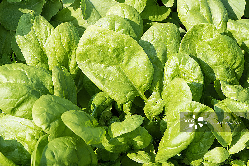 菠菜图片素材