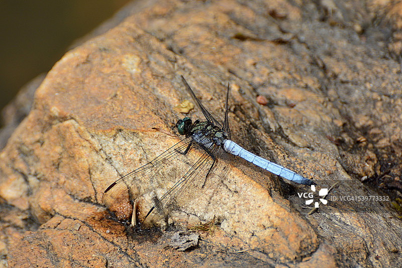 彩色蜻蜓图片素材