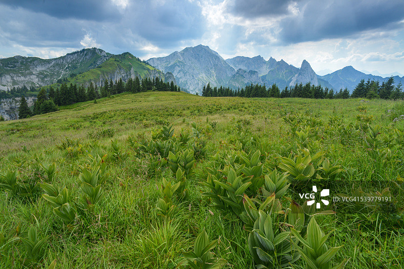 阿默高阿尔卑斯山高山草甸上的贝母植物图片素材