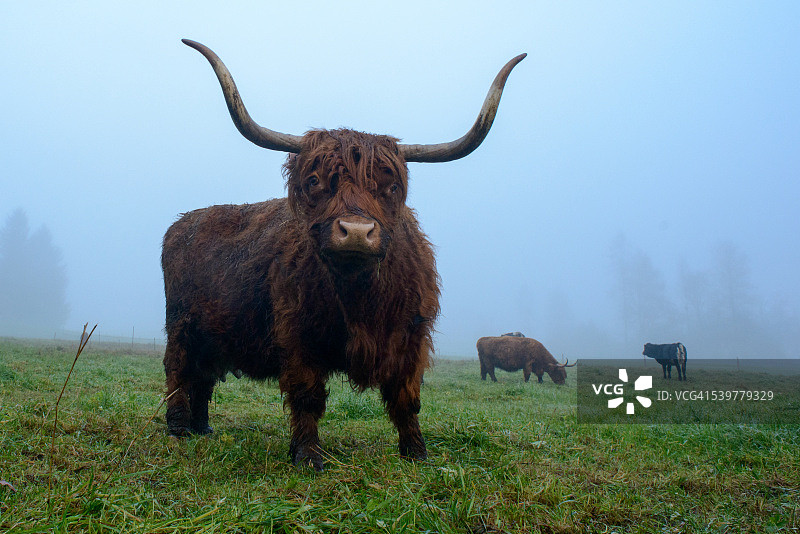 雾中的苏格兰高地牛肖像图片素材