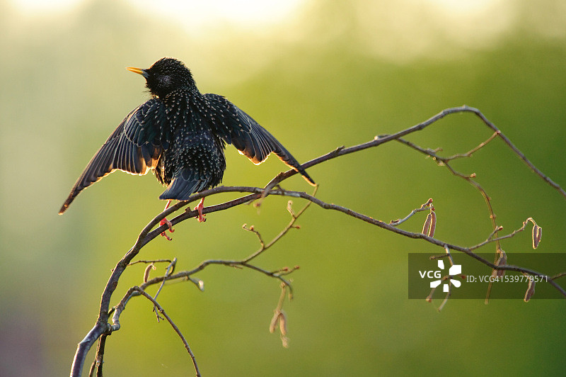 正在炫耀的欧洲八哥图片素材