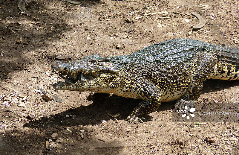 古巴鳄鱼图片素材
