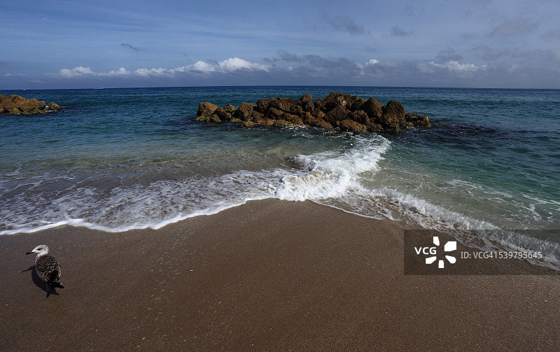 迪尔菲尔德海滩的海鸥图片素材