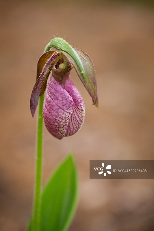 粉红女士拖鞋兰图片素材